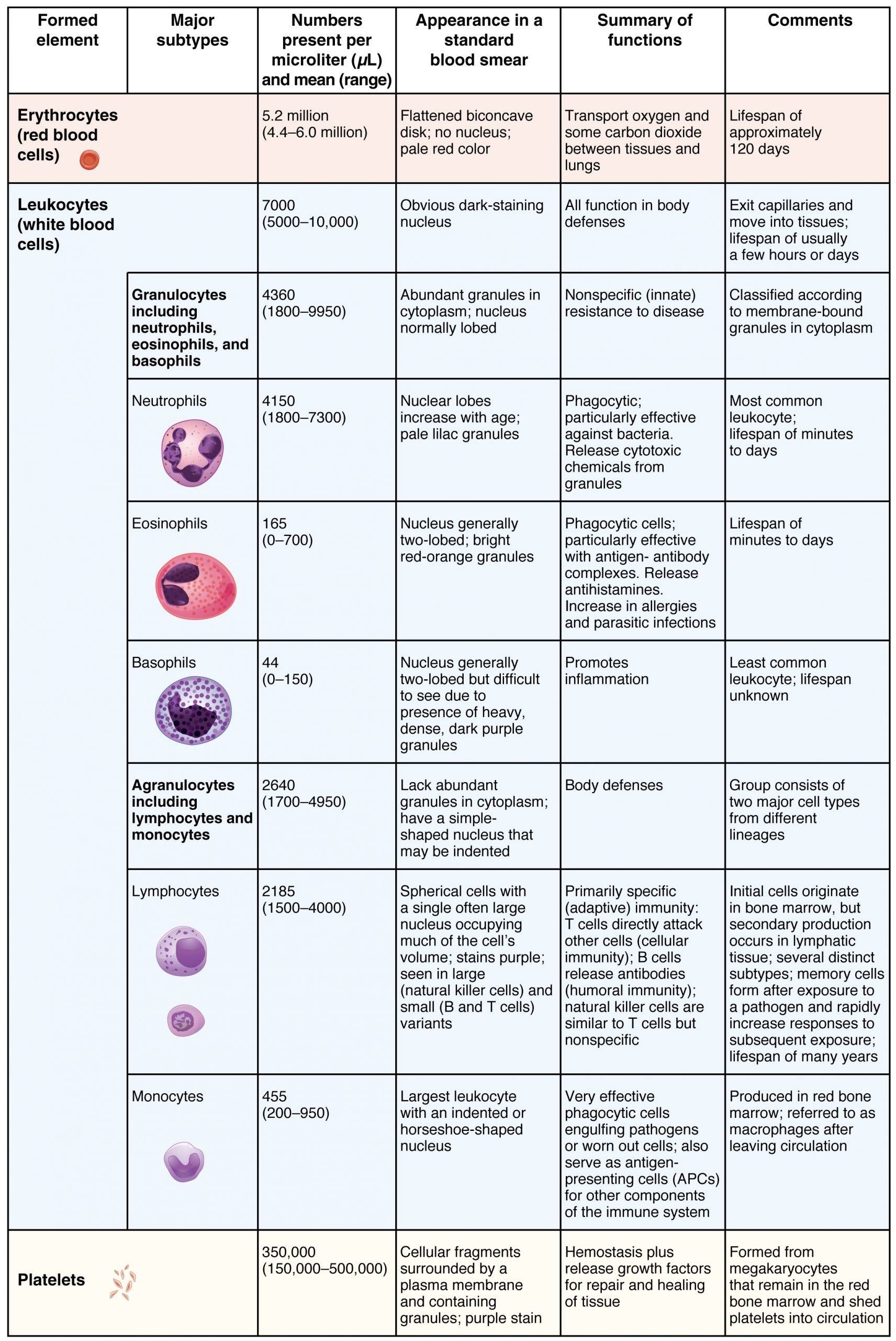 This table shows the different types of cells present in blood, the number of cells, their appearance, and a summary of their function.