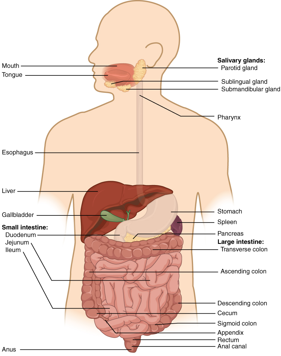 This diagram shows the digestive system of a human being, with the major organs labeled.
