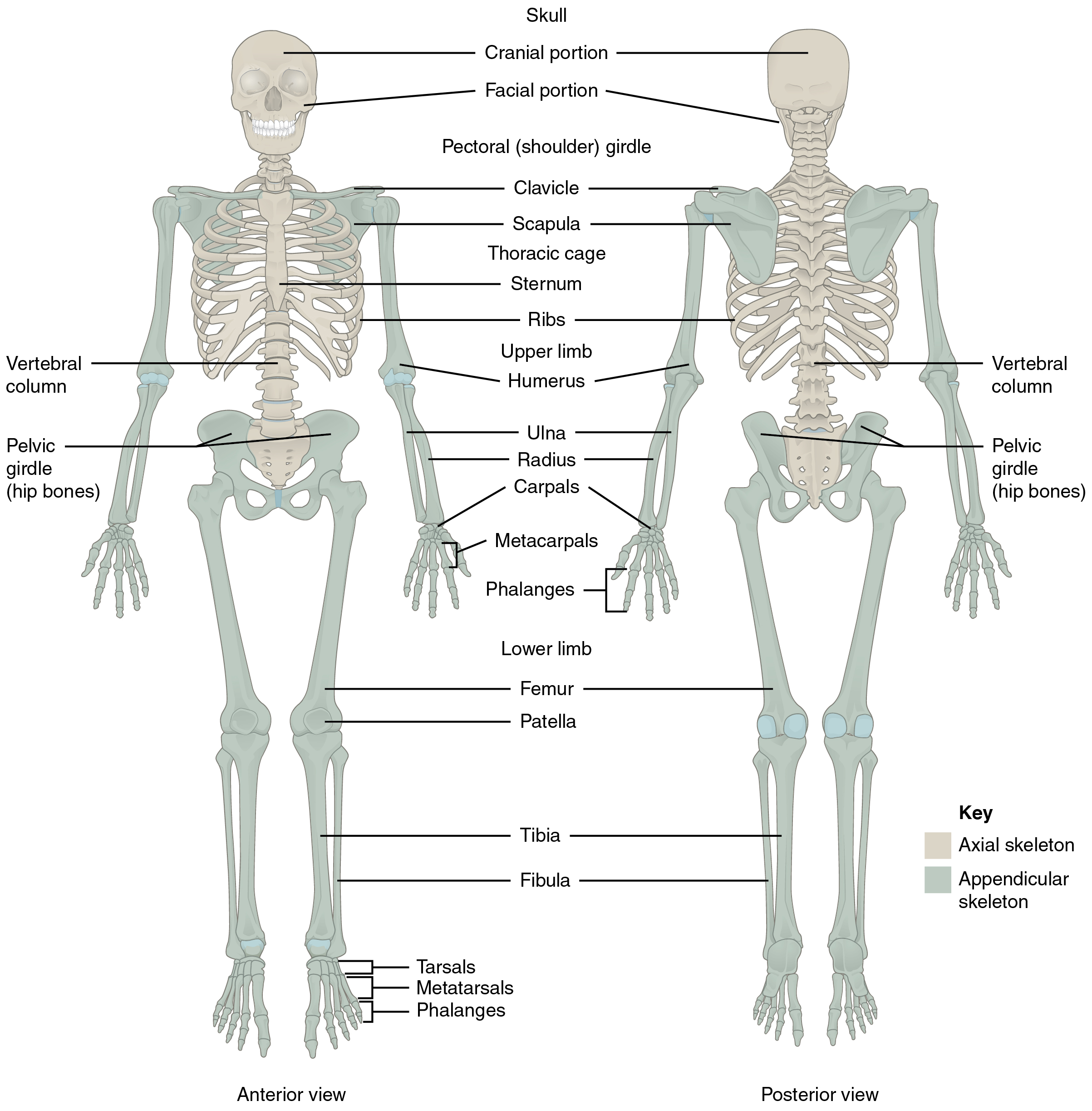 This diagram shows the human skeleton and identifies the major bones. The left panel shows the anterior view (from the front) and the right panel shows the posterior view (from the back).