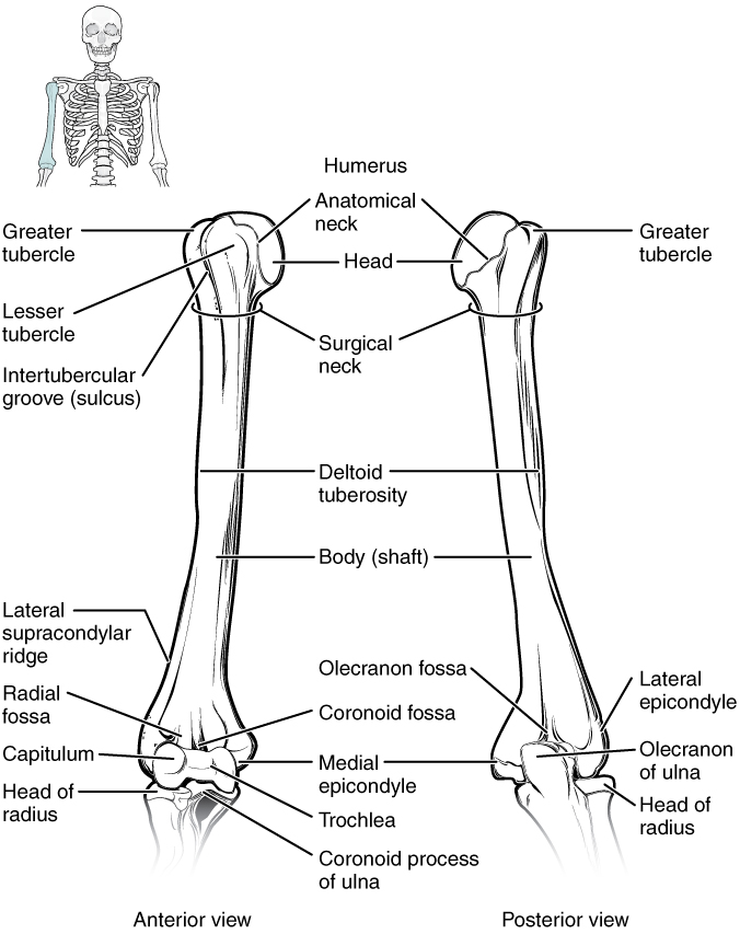This diagram shows the bones of the upper arm and the elbow joint. The left panel shows the anterior view, and the right panel shows the posterior view.