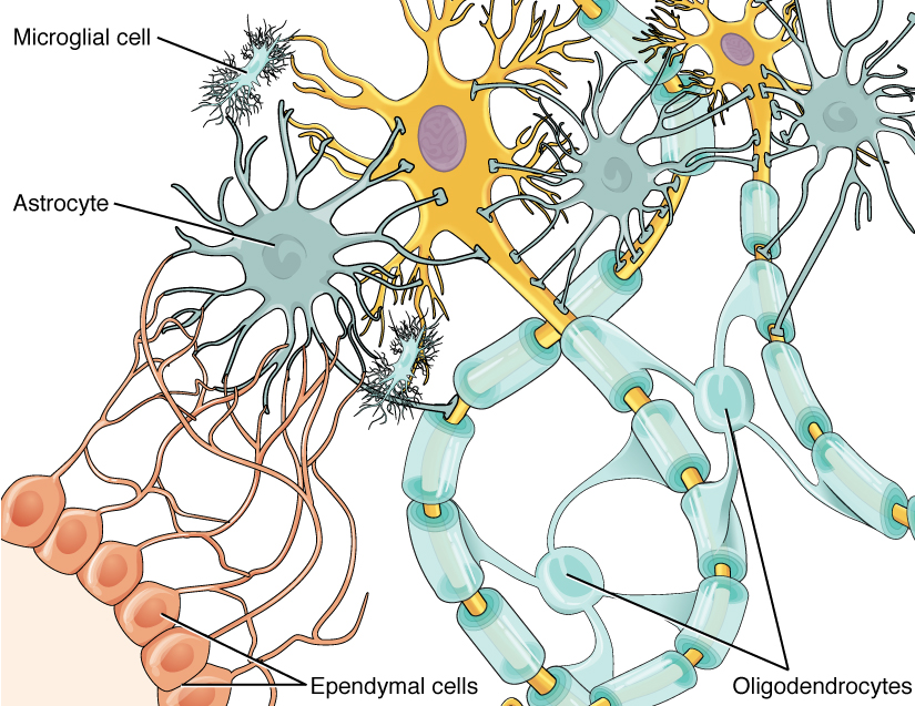 This diagram shows several types of nervous system cells associated with two multipolar neurons. Astrocytes are star shaped-cells with many dendrite like projections but no axon. They are connected with the multipolar neurons and other cells in the diagram through their dendrite like projections. Ependymal cells have a teardrop shaped cell body and a long tail that branches several times before connecting with astrocytes and the multipolar neuron. Microglial cells are small cells with rectangular bodies and many dendrite like projections stemming from their shorter sides. The projections are so extensive that they give the microglial cell a fuzzy appearance. The oligodendrocytes have circular cell bodies with four dendrite like projections. Each projection is connected to a segment of myelin sheath on the axons of the multipolar neurons. The oligodendrocytes are the same color as the myelin sheath segment and are adding layers to the sheath using their projections.