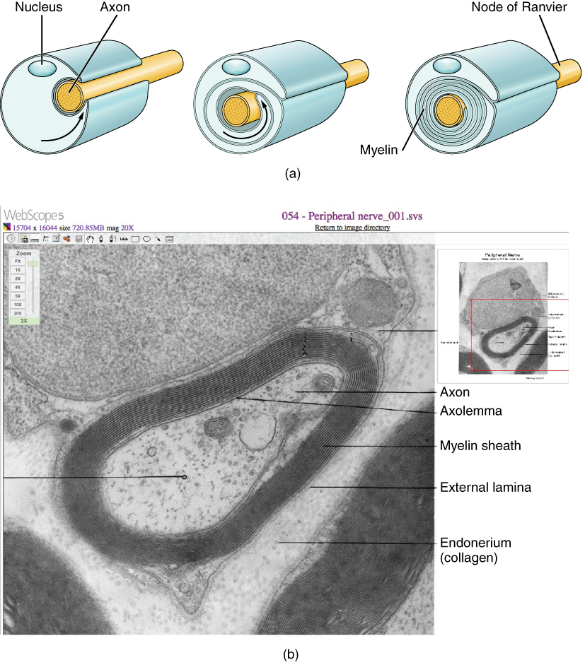 This three-part diagram shows the process of myelination. In step A, the cell membrane of a cylindrical Schwann cell, which has a blue nucleus, has indented around an axon. An upper and lower lip of the cell membrane is visible where the membrane indents around the axon. In part B, the lower lip of the cell membrane dives under the upper lip and wraps around the axon. In part C, the process in part B has continued, forming many layers of myelin that wrap around the axon. The nucleus of the Schwann cell is still visible in the outermost layer, just to the left of the upper lip. The area of the axon next to the Schwann cell, which has no myelin, is labeled as a node of Ranvier.