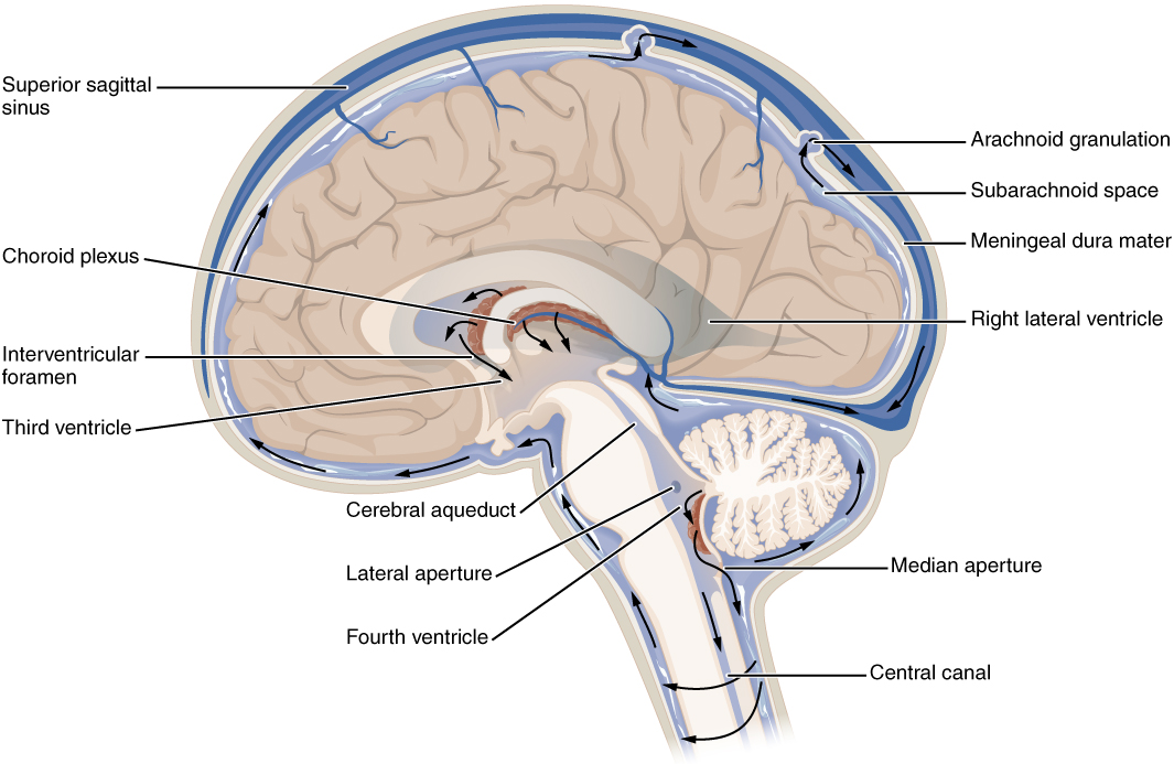 This diagram shows the cross section of the brain and the major parts are labeled. Arrows on the figure show the direction of circulation of the cerebro-spinal fluid.