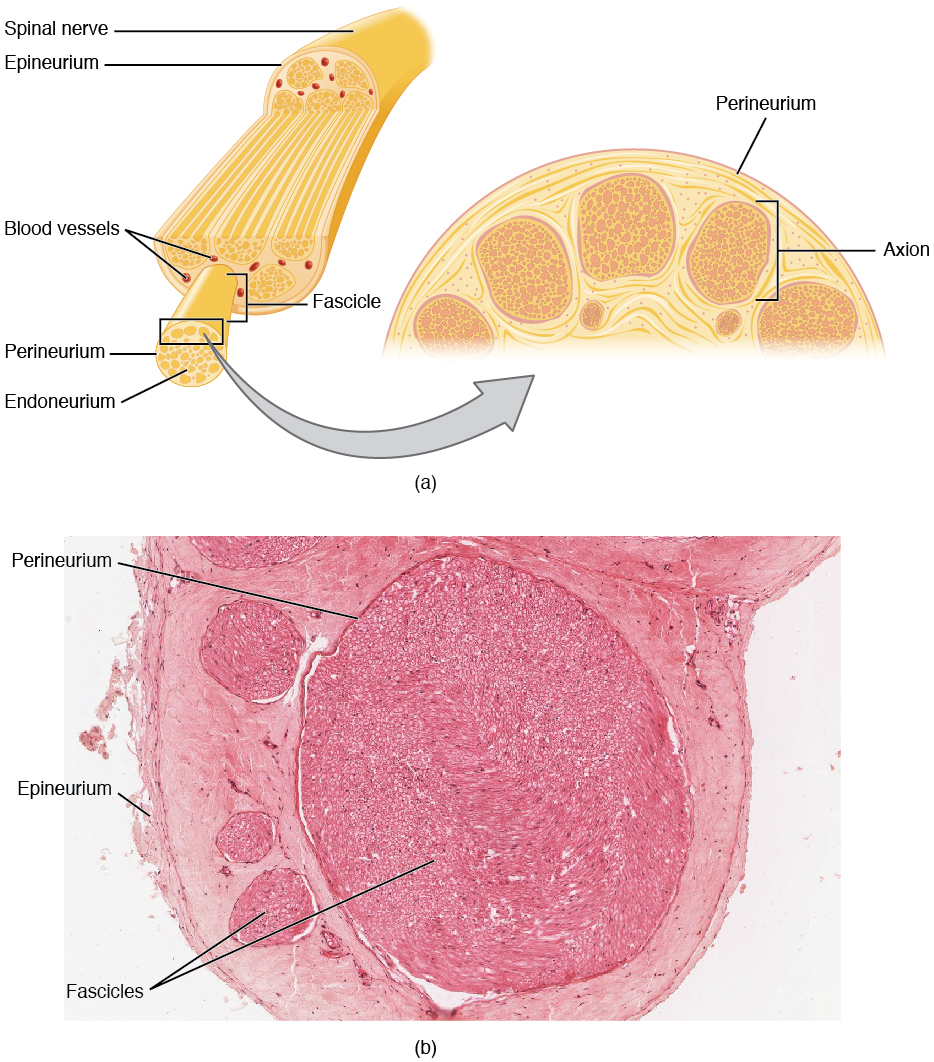This figure shows the structure of a nerve. The top panel shows the cross section of a spinal nerve and the major parts are labeled. The bottom panel shows a micrograph of the cross-section of a spinal nerve.