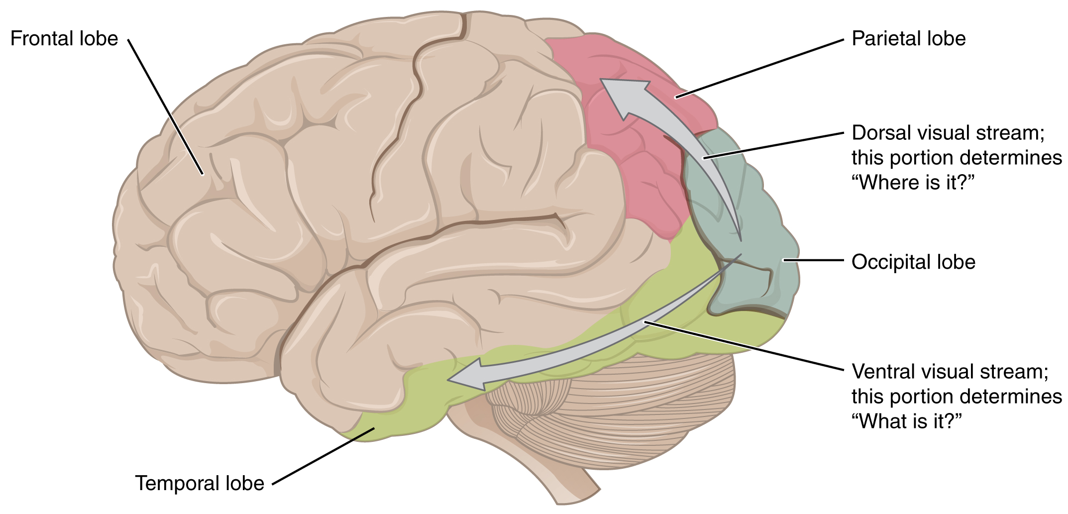 how is visual representation helpful in human sciences