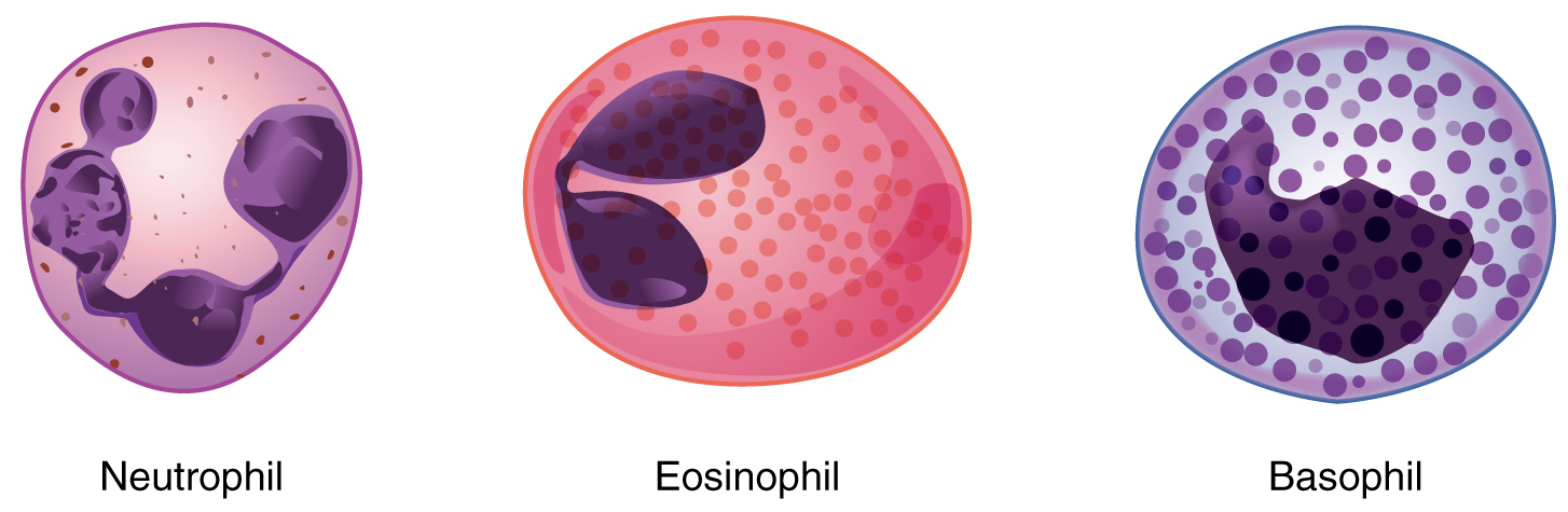 The left image shows a neutrophil, the middle image shows an eosinophil, and the right image shows a basophil.