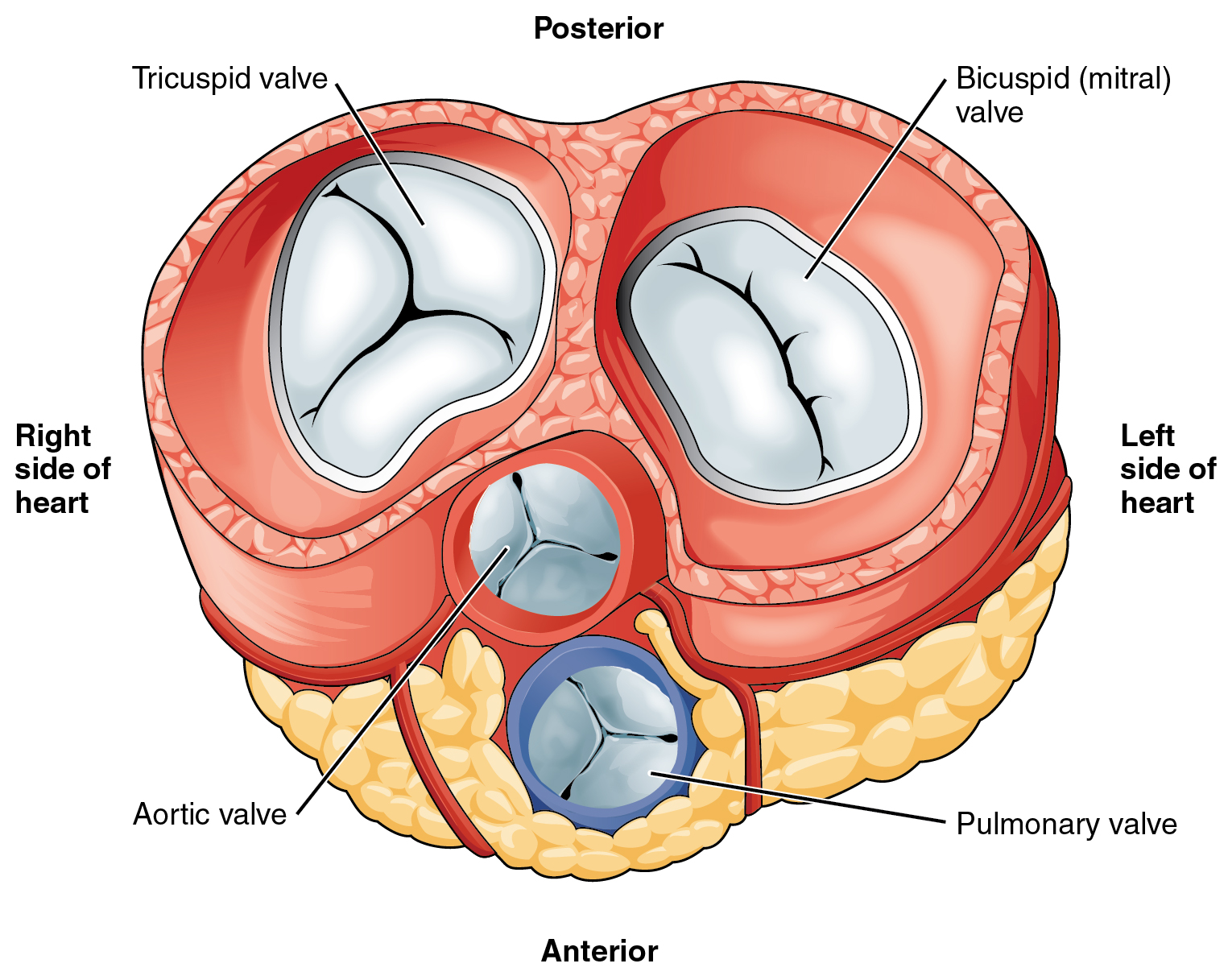 This diagram shows the anterior view of the heart with the different heart valves labeled.