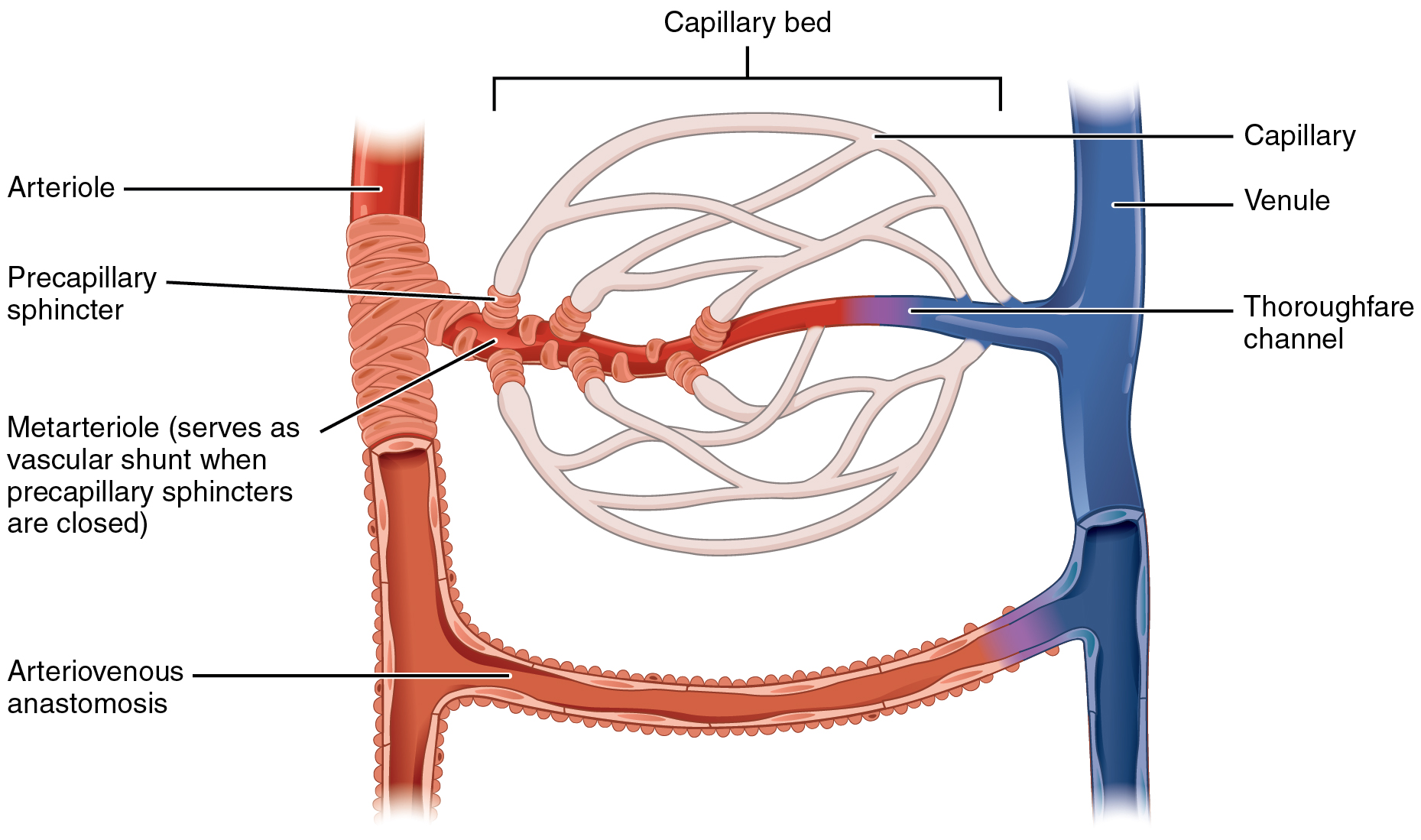 This diagram shows a capillary bed connecting an arteriole and a venule.