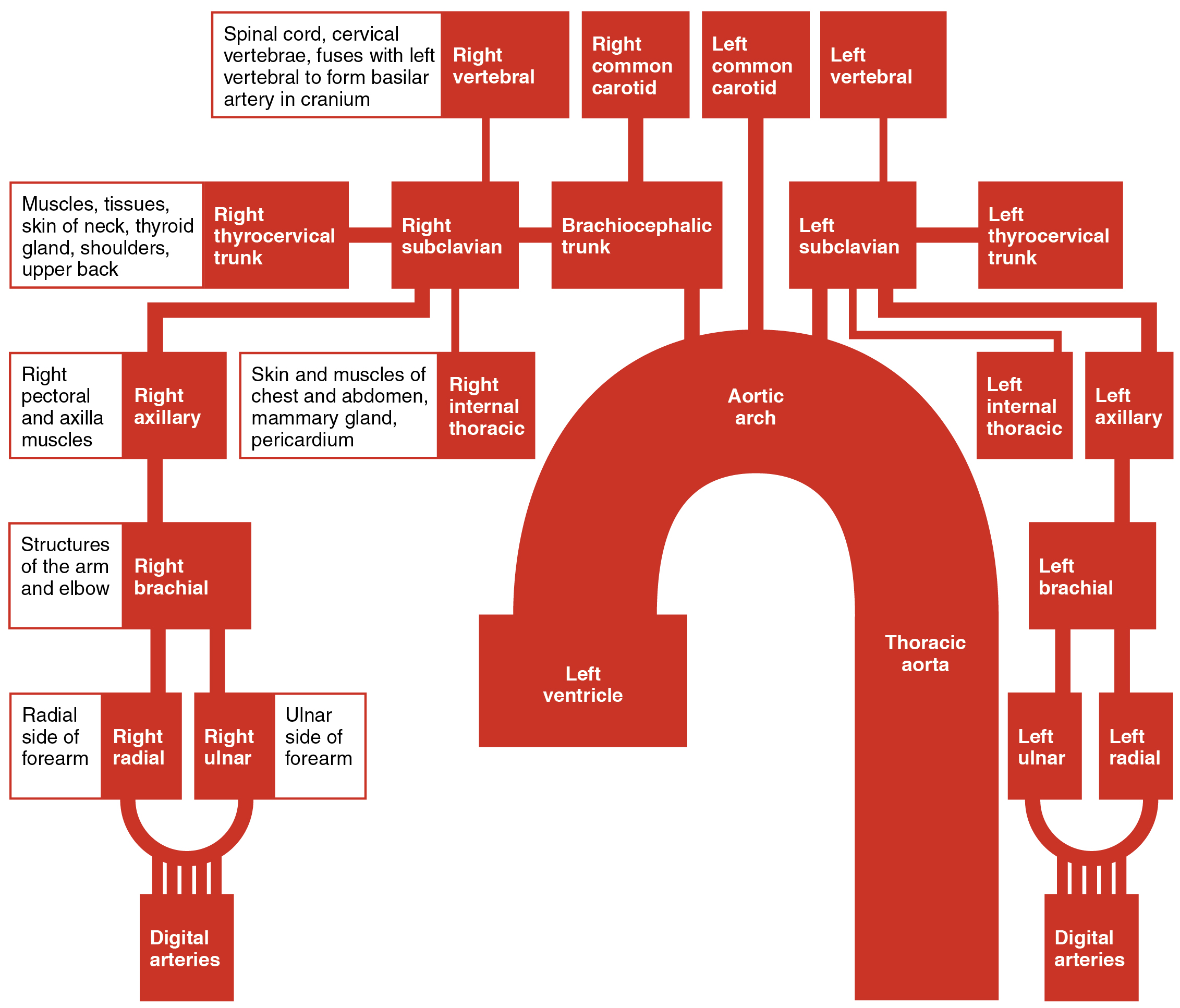 Upper Limb Arteries And Veins