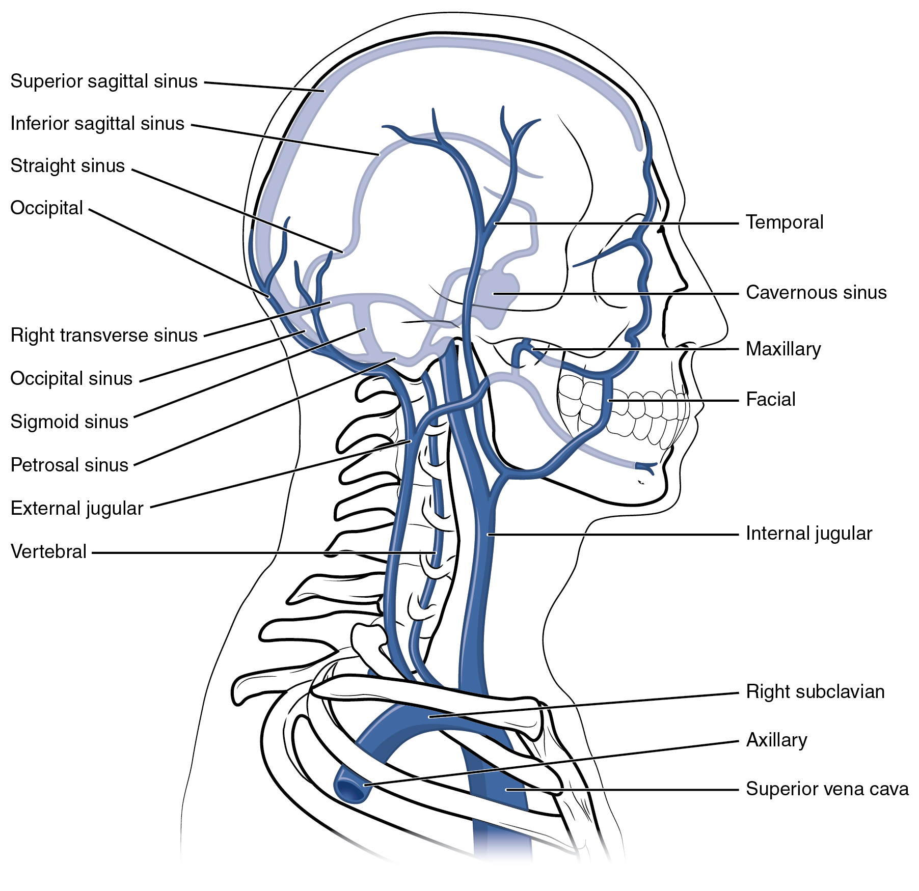 This diagram shows the veins present in the head and neck.