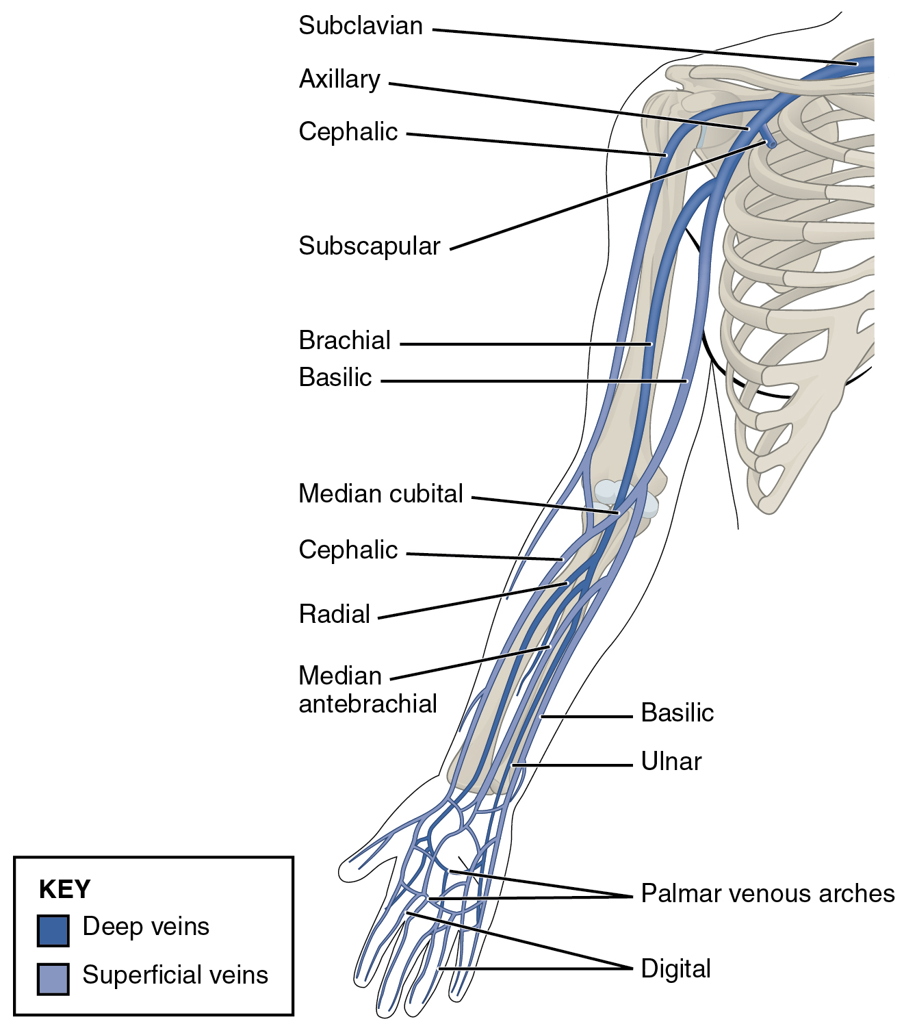 This diagram shows the veins present in the upper limb.