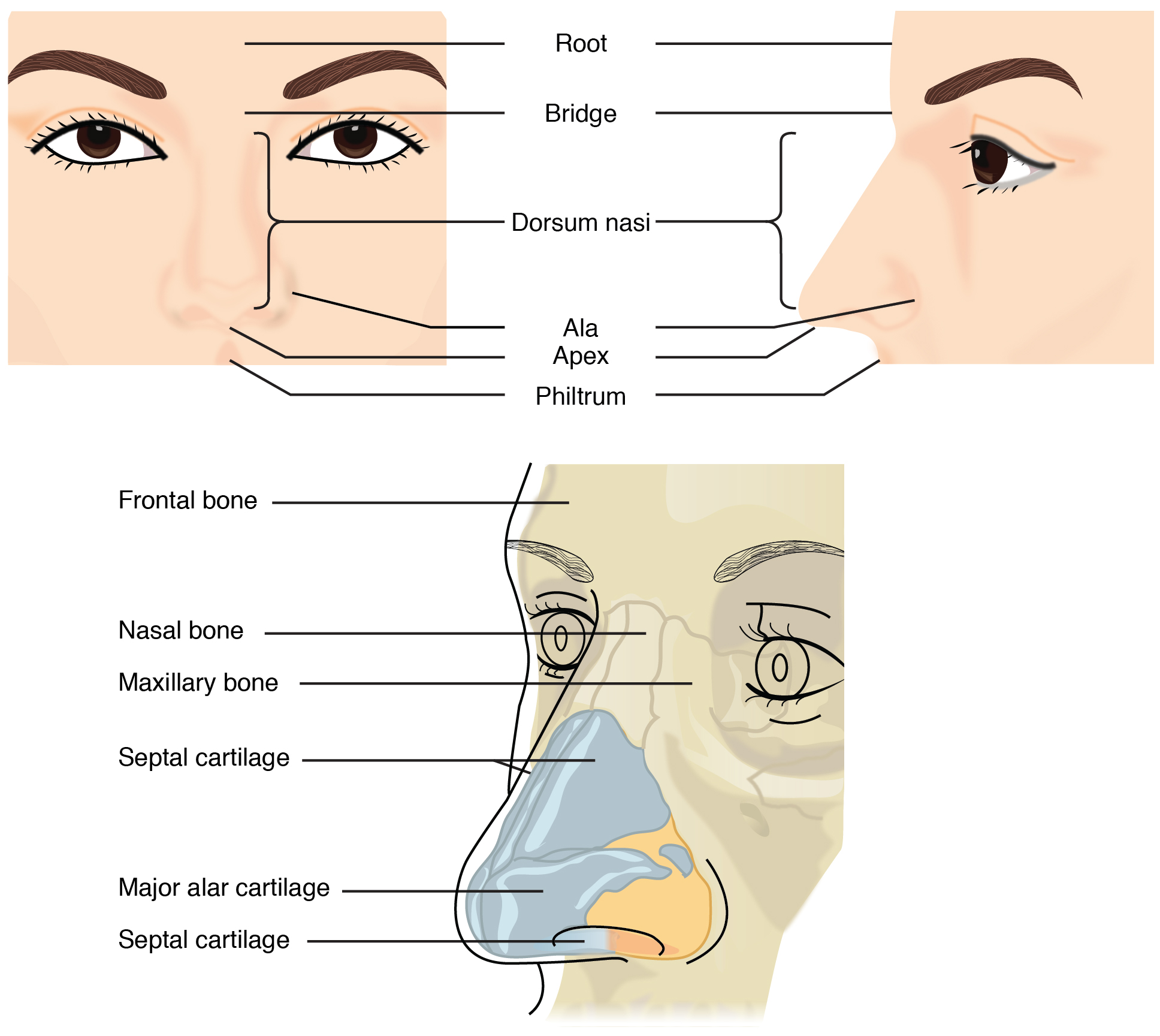 This figure shows the human nose. The top left panel shows the front view, and the top right panel shows the side view. The bottom panel shows the cartilaginous components of the nose.