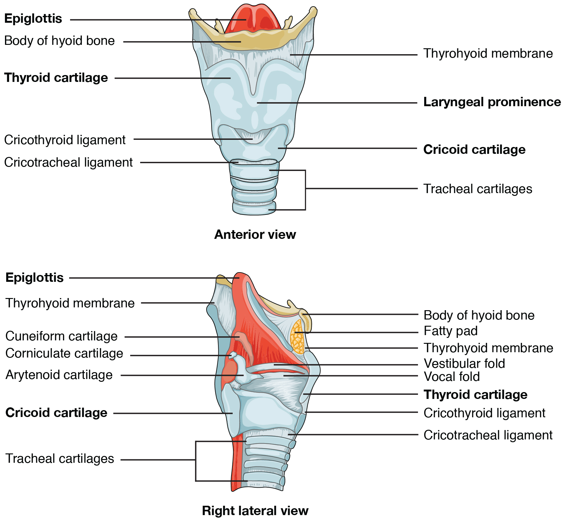 Module 26: Pharynx and Larynx | Nasal Cavity and Smell – Anatomy 337 ...