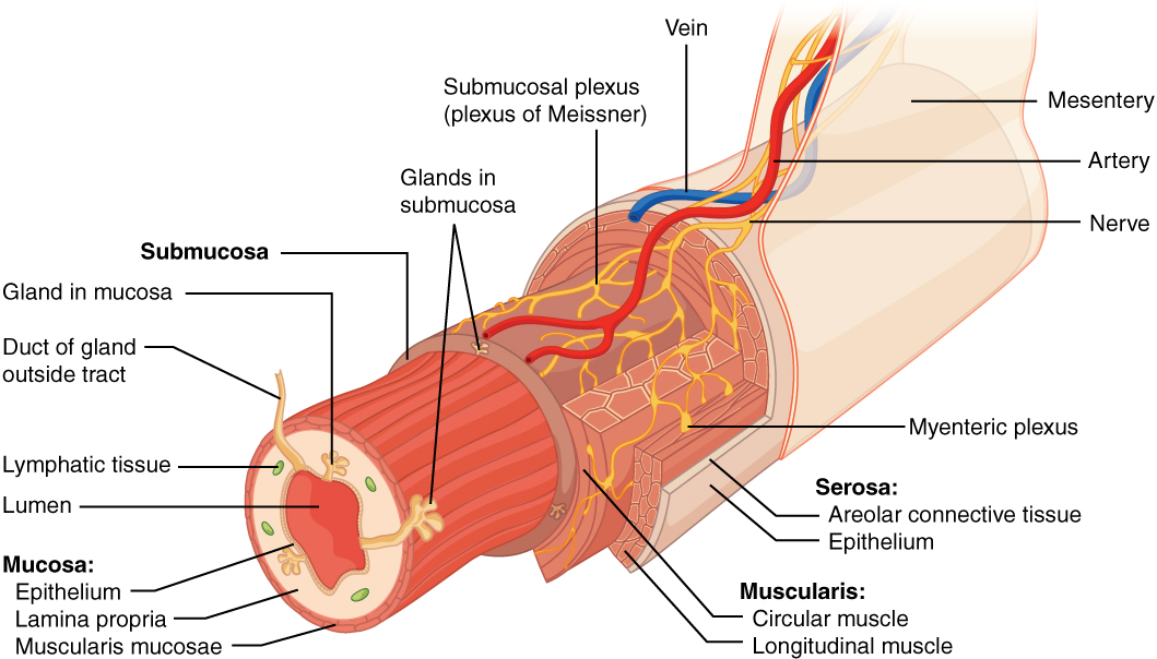 This image shows the cross section of the alimentary canal. The different layers of the alimentary canal are shown as concentric cylinders with major muscles and veins labeled.