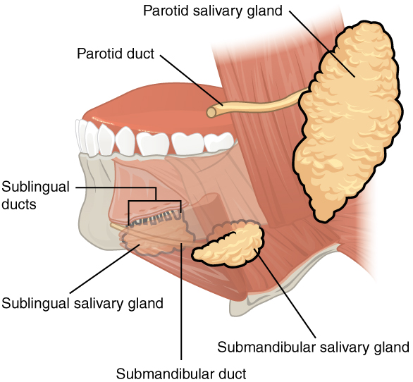 This image shows the location of the salivary glands with reference to the teeth. The different salivary glands are labeled.