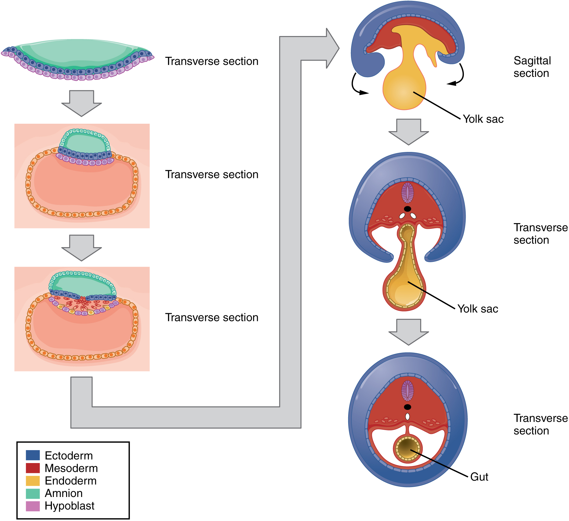 Module 9 Human Development And Anatomy Through The Lifespan Anatomy