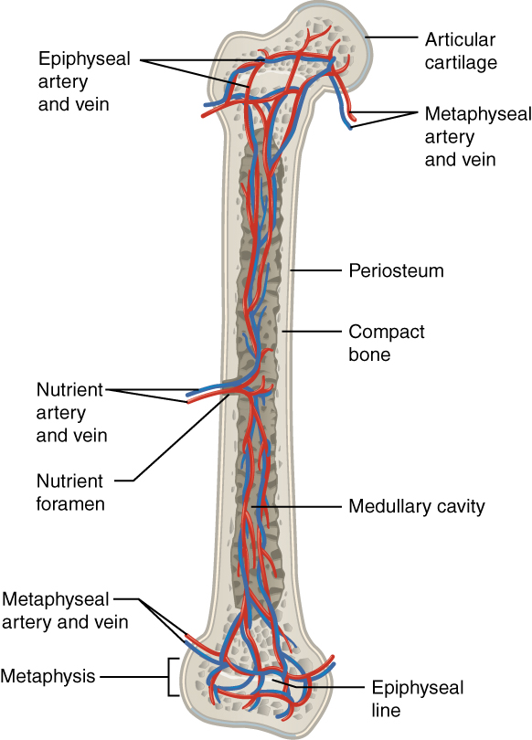 This illustration shows an anterior view if the right femur. The femur is split in half lengthwise to show its internal anatomy. The outer covering of the femur is labeled the periosteum. Within it is a thin layer of compact bone that surrounds a central cavity called the medullary or marrow cavity. This cavity is filled with spongy bone at both epiphyses. A nutrient artery and vein travels through the periosteum and compact bone at the center of the diaphysis. After entering the bone, the nutrient arteries and veins spread throughout the marrow cavity in both directions. Some of the arteries and veins in the marrow cavity also spread into the spongy bone within the distal and proximal epiphyses. However, additional blood vessels called the metaphyseal arteries and the metaphyseal veins enter into the metaphysis from outside of the bone.