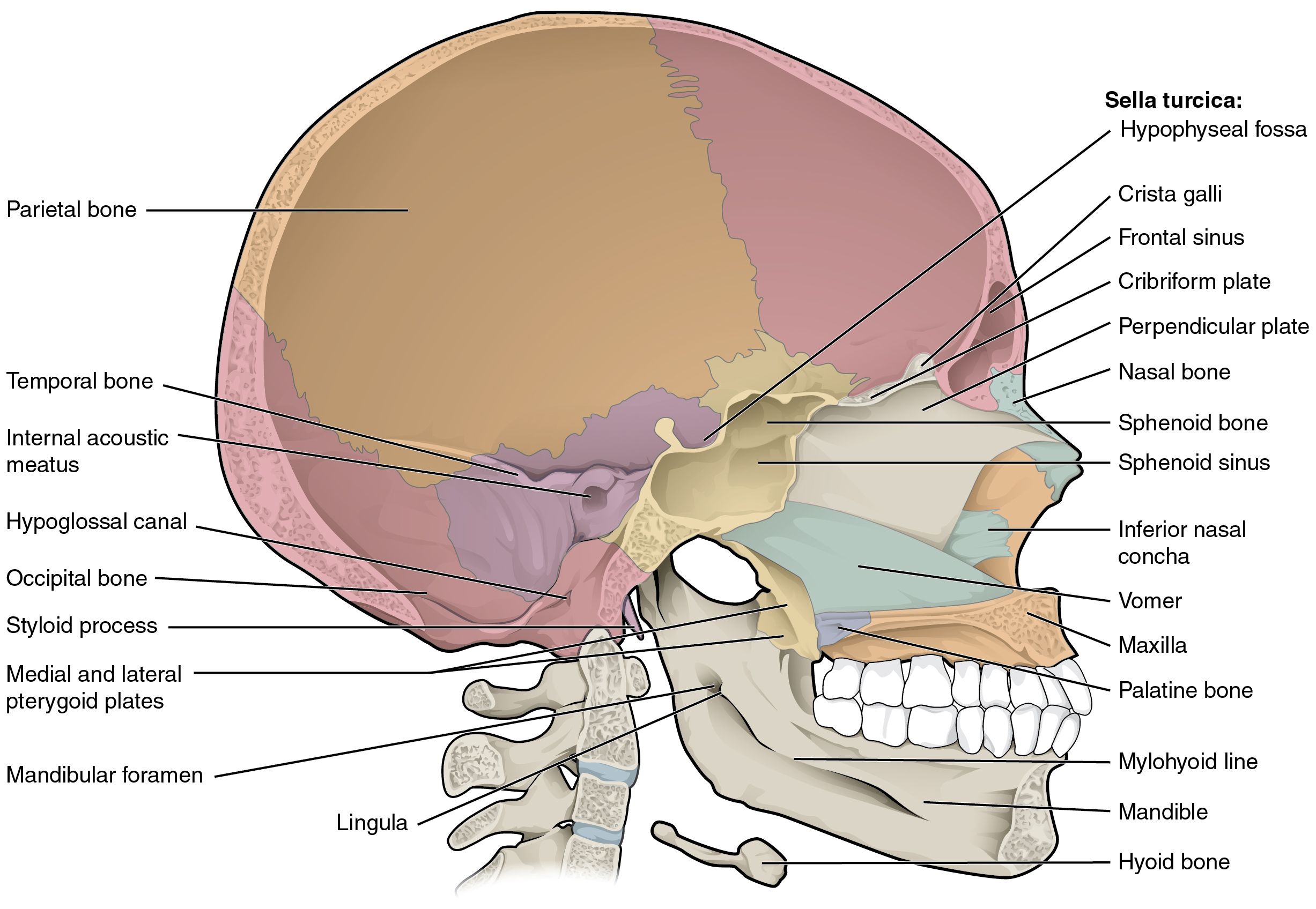 This midline view of the sagittally sectioned skull shows the nasal septum....