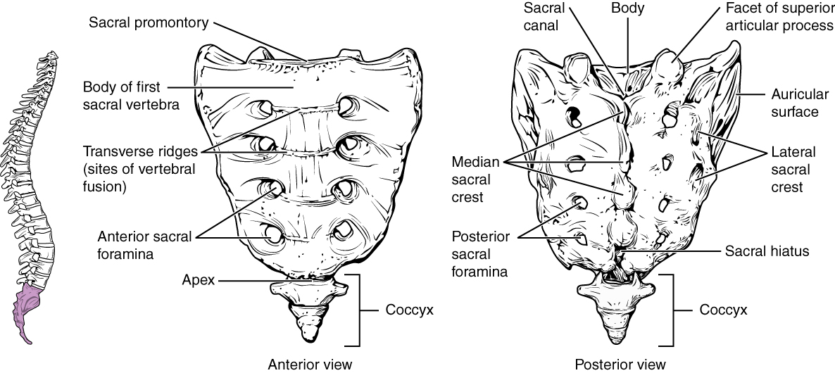 This figure shows the structure of the sacrum and coccyx. The left panel shows the vertebral column with the sacrum and coccyx highlighted in pink. The middle panel shows the anterior view and the right panel shows the posterior view of the sacrum and coccyx.