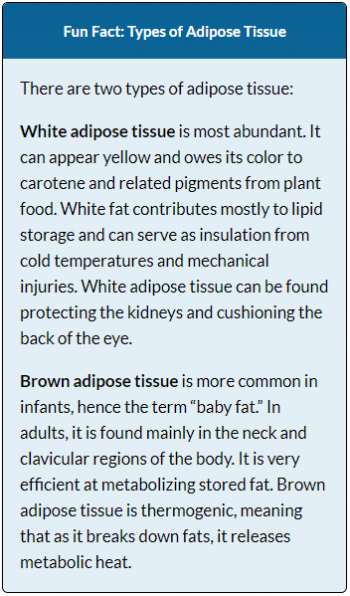 Module 1 Tissues I Epithelial And Connective Anatomy 337 Ereader 1715