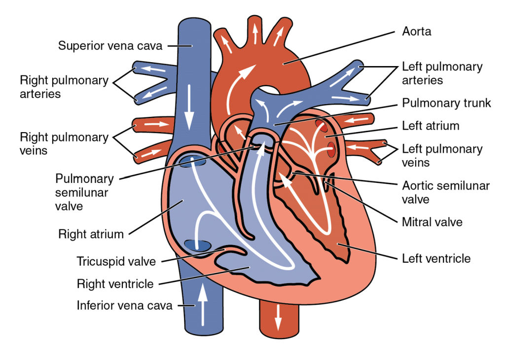 simple heart blood flow