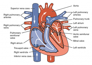 Module 13: Heart and Great Vessels – Anatomy 337 eReader