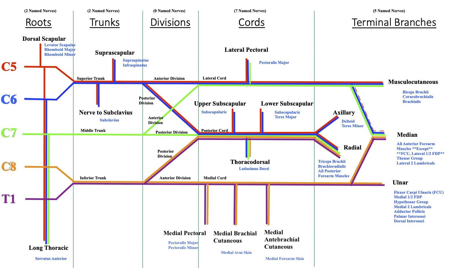 A annotated diagram of the brachial plexus