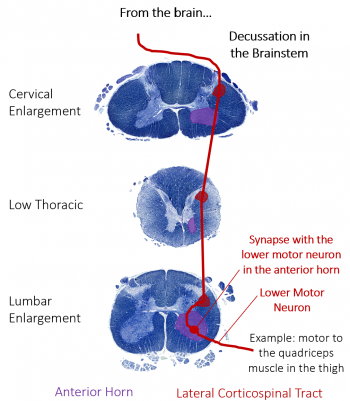 Module 3: Spinal Cord and Reflexes – Anatomy 337 eReader