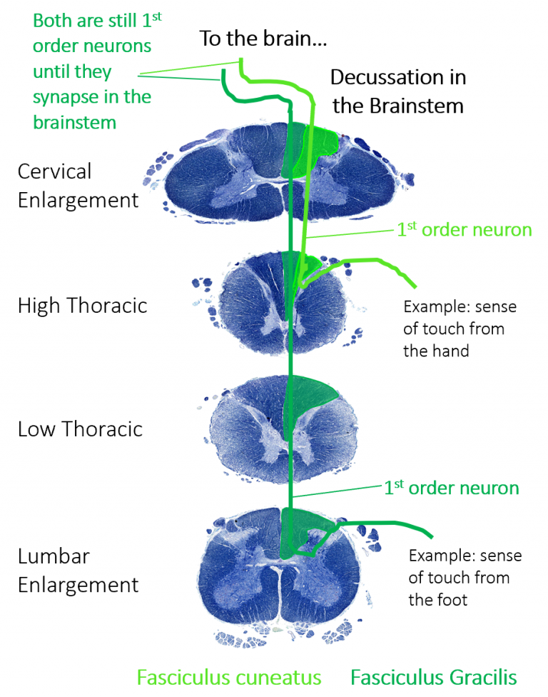 Module 3: Spinal Cord and Reflexes – Anatomy 337 eReader