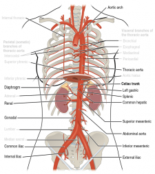 Module 13: Heart and Great Vessels – Anatomy 337 eReader