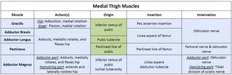 Module 34: Lower Extremity II – Gluteal Region, Thigh, And Knee ...