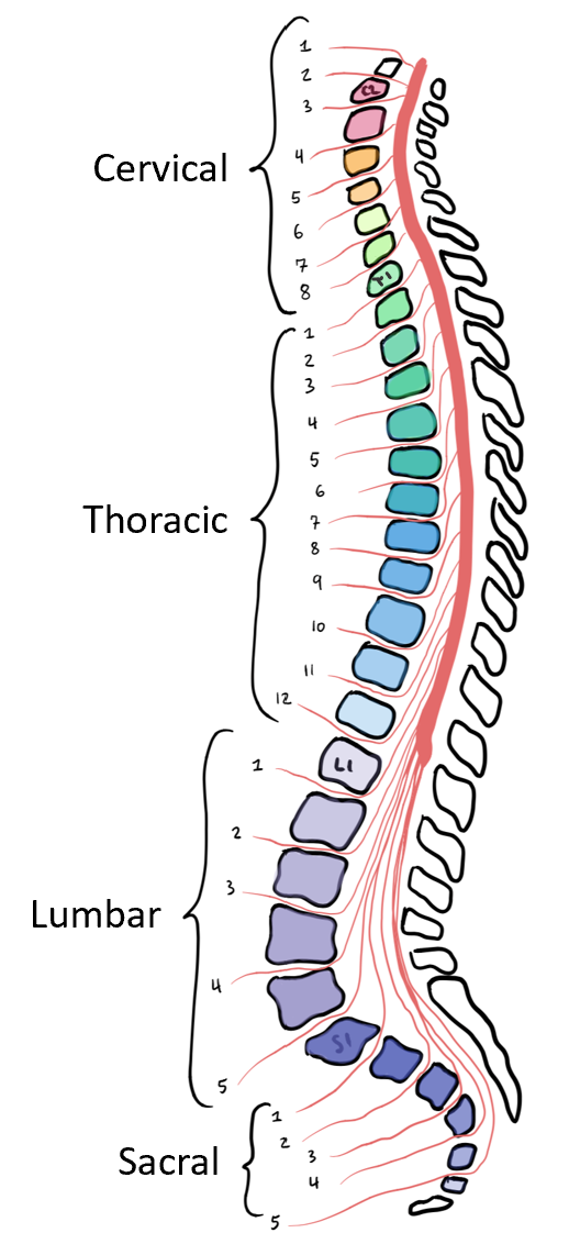 Module 3: Spinal Cord and Reflexes – Anatomy 337 eReader