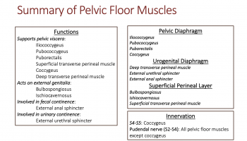 Module 18: Male Reproductive System and Pelvic Floor – Anatomy 337 eReader