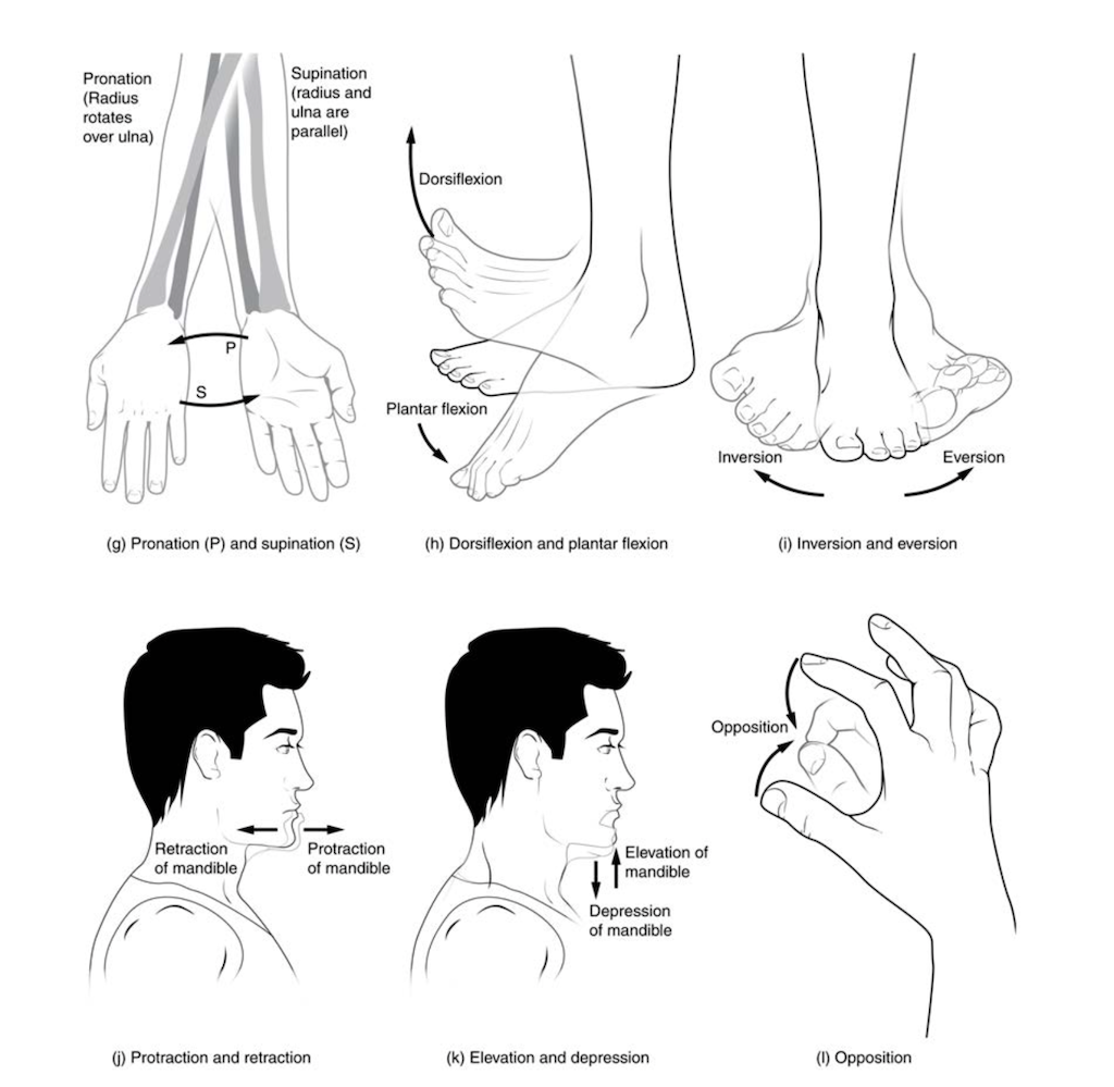 The image shows the motions of pronation, supination, inversion, eversion, protraction, retraction, and opposition.