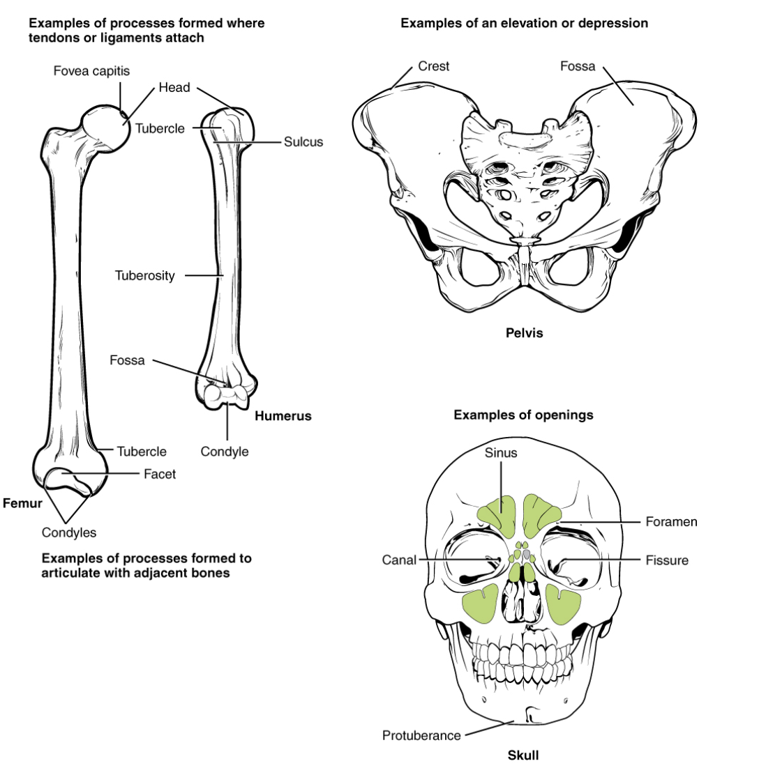 Module 6 Articulations Anatomy 337 eReader