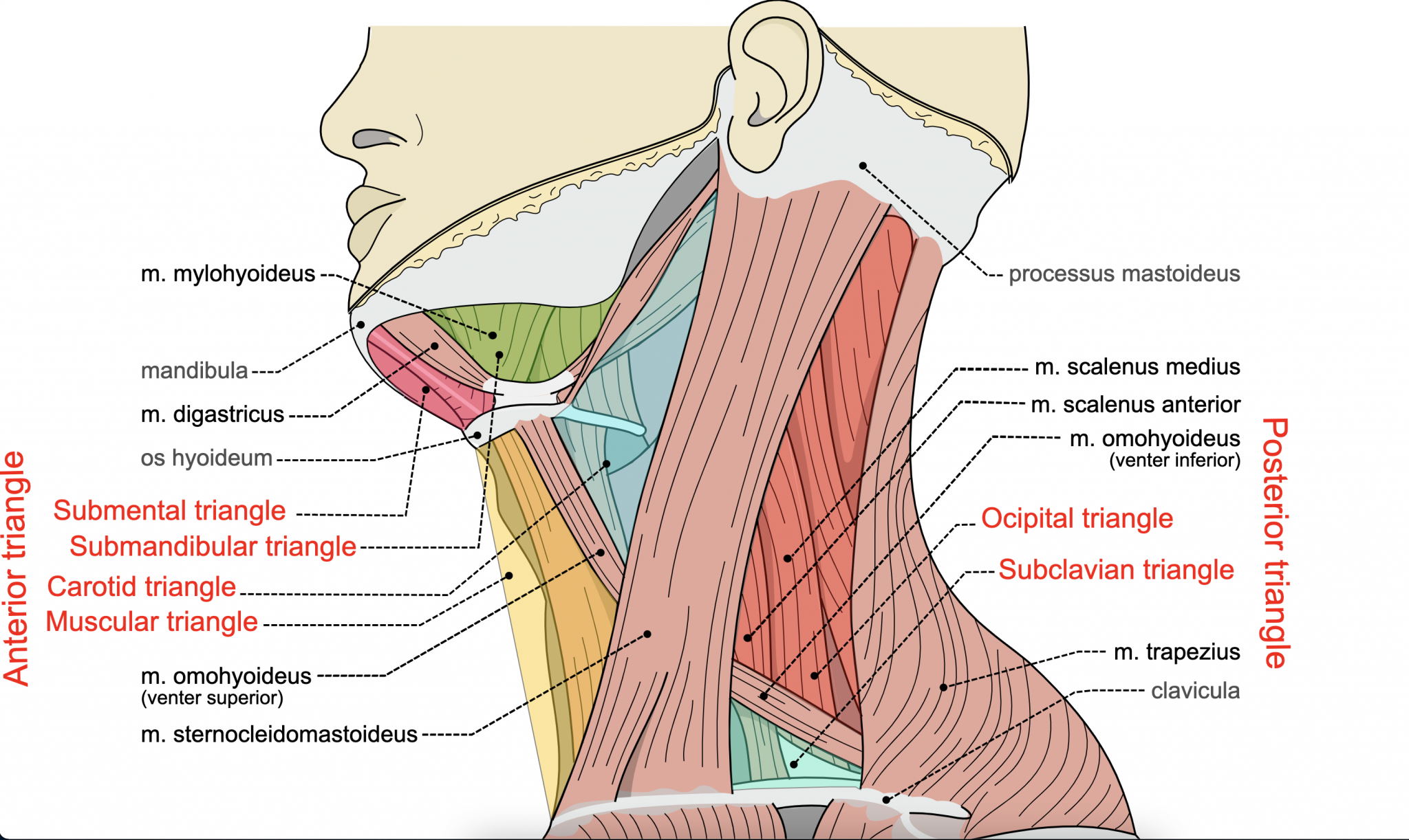 Module 24: Muscles and Triangles of the Neck – Anatomy 337 eReader