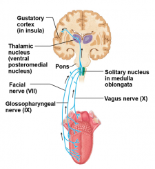 Module 25: Oral Cavity and Taste – Anatomy 337 eReader