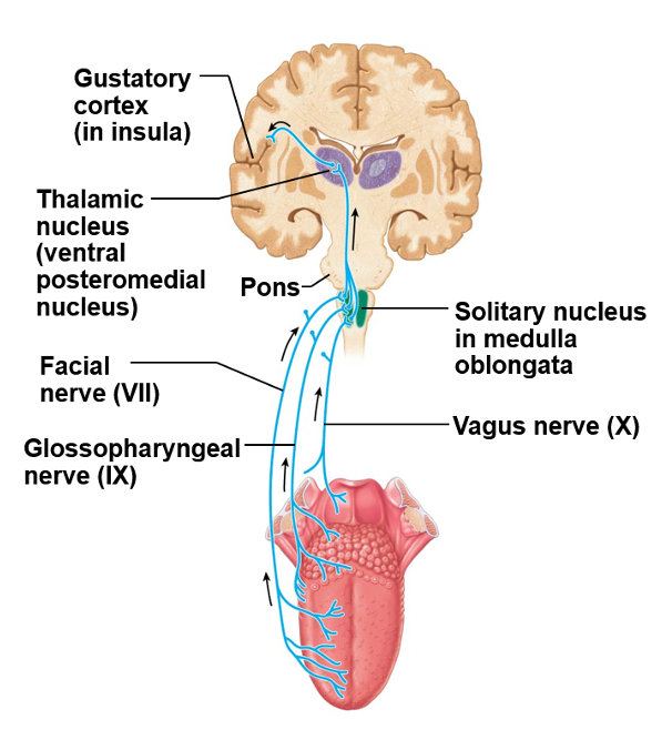 The picture shows the gustatory pathway.