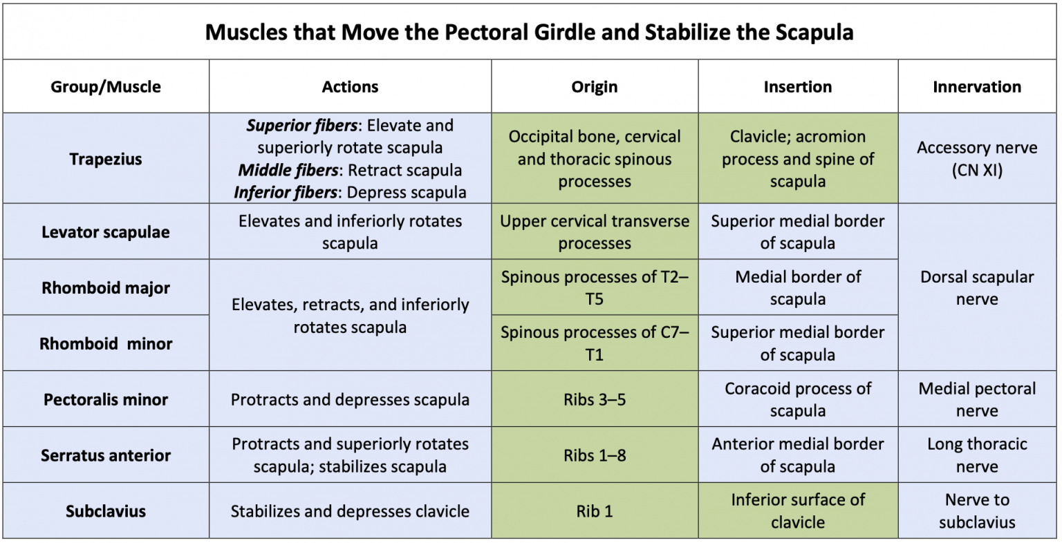 Module 30: Upper Extremity II – Bones and Joints | Pectoral Girdle and ...