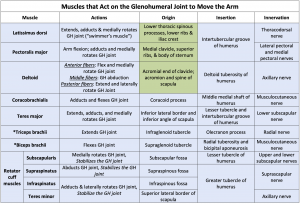 Module 30: Upper Extremity II – Bones and Joints | Pectoral Girdle and ...