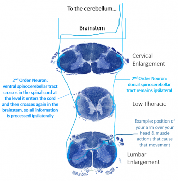 Module 3: Spinal Cord and Reflexes – Anatomy 337 eReader