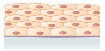 Module 1: Tissues I – Epithelial and Connective – Anatomy 337 eReader