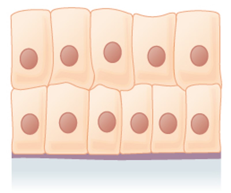 Module 1: Tissues I – Epithelial and Connective – Anatomy 337 eReader