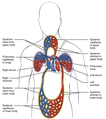 Module 13: Heart and Great Vessels – Anatomy 337 eReader