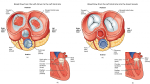 Module 13: Heart and Great Vessels – Anatomy 337 eReader