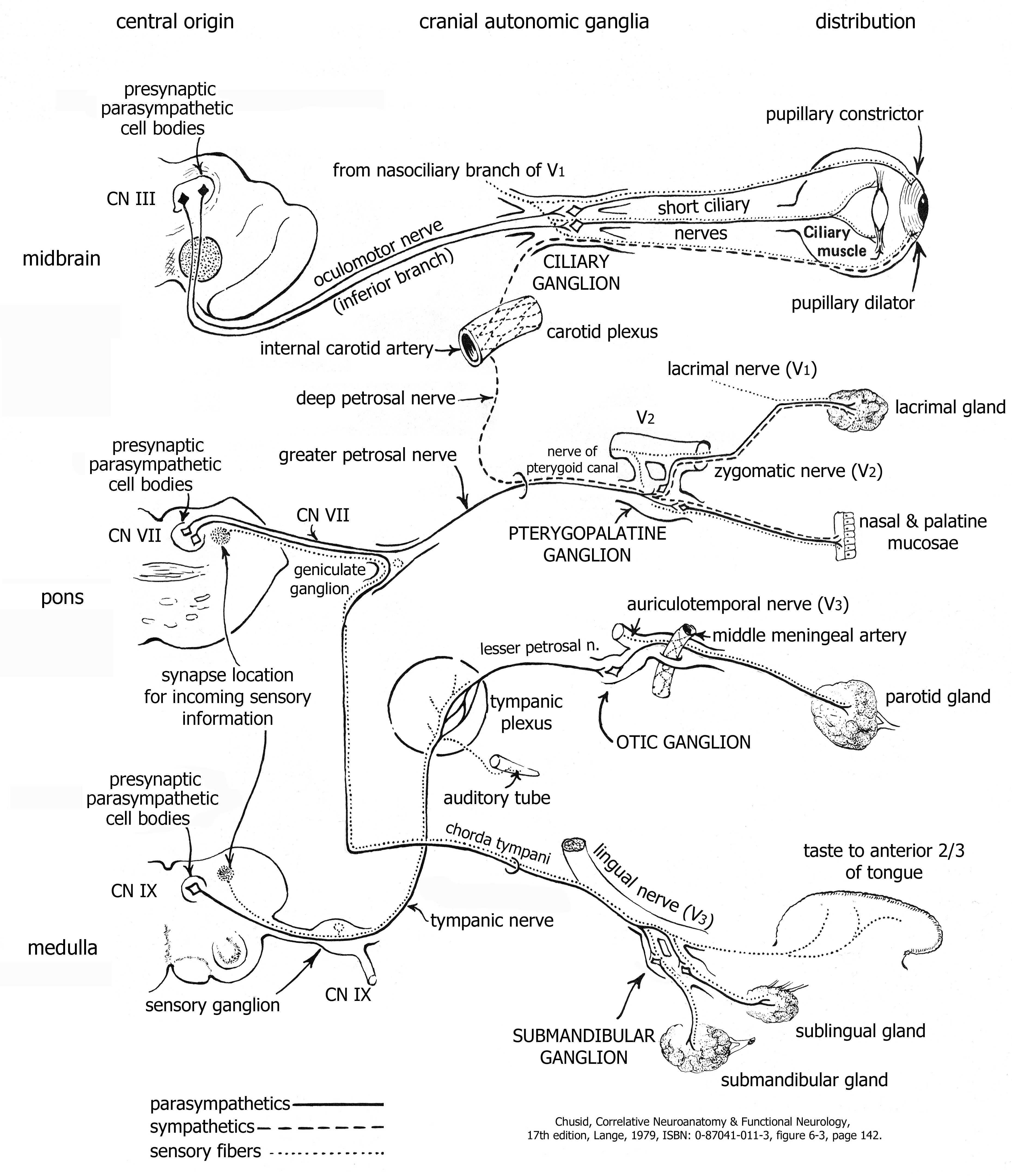 Human Anatomy for Physician Assistant Students - Unit 3 - Head and Neck