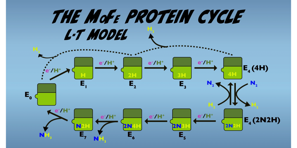 MoFe Protein Cycle