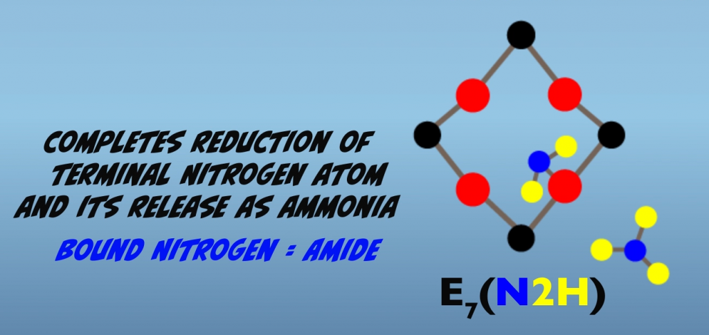 Ammonia is released at E7.