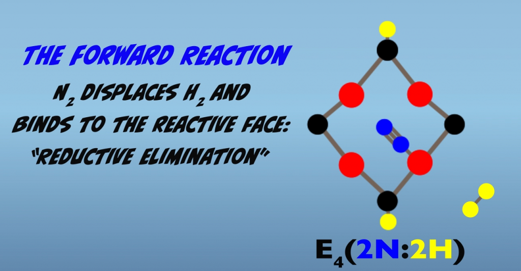 Second step of the forward reaction at the Janus Intermediate
