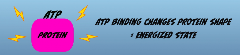 ATP Binding: After